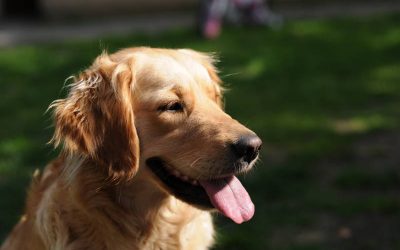 Deliciosas tiras de bacon para tu perro