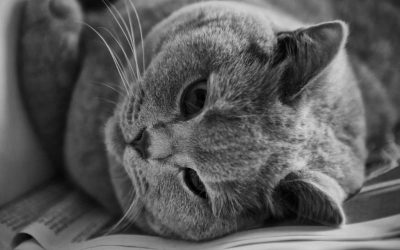 Alimentación para gatos con problemas de sobrepeso