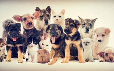 Los blogs de mascotas que debes seguir si te gustan los animales