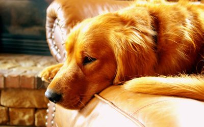 Problemas y tratamiento de la displasia de cadera en perros