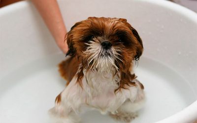 La rutina completa de higiene de tu perro en 5 pasos