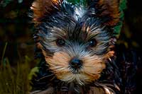 Nuevo Compy Supreme perros de razas pequeñas