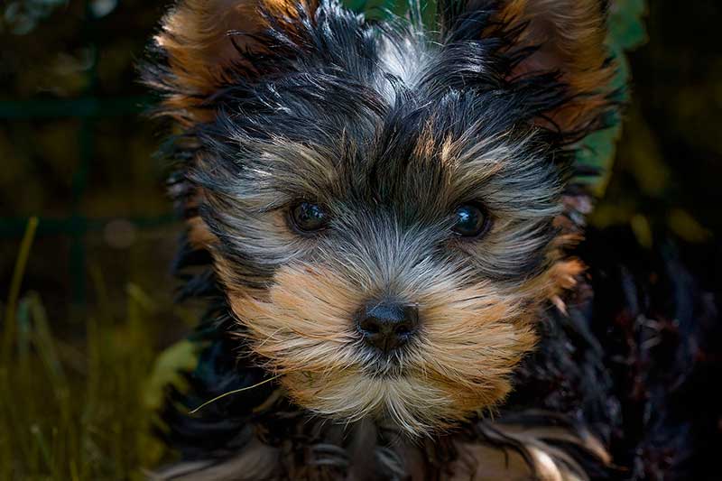 Nuevo Compy Supreme con Salmón fresco y Arroz para perros de Razas Pequeñas
