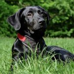 perro labrador negro hierba verde