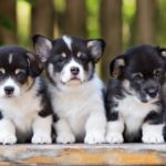 Elegir el nombre de tu perro