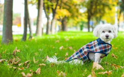 Consejos para preparar la adopción de un perro