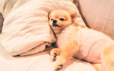 Obesidad en perros: consejos para prevenirla