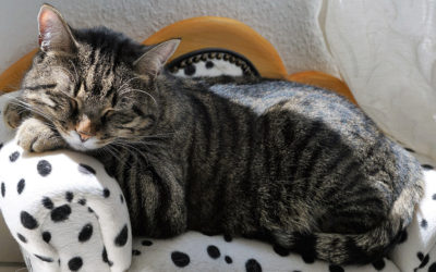 Alejandra y Bruma, amigas inseparables